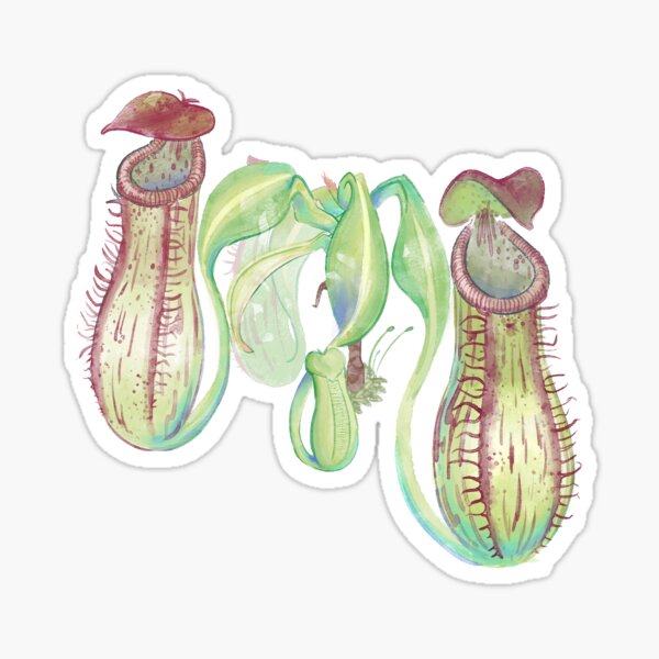 Item preview, Nepenthes designed and sold by piratical.
