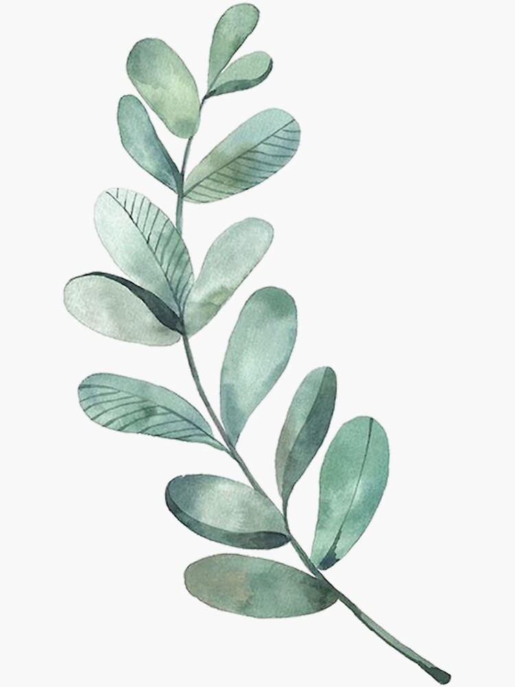 "Watercolor Eucalyptus branch" Sticker for Sale by Mgreenlee15 Redbubble