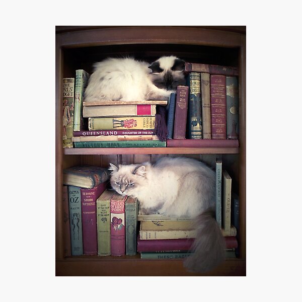 Library Cats Photographic Print