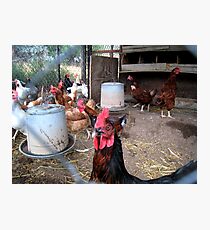 One tough... rooster! Photographic Print