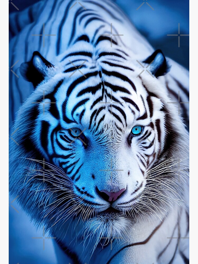 Beautiful White Bengal Tiger Tiger Poster Animal Poster Wildlife
