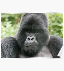 Gorilla Poster