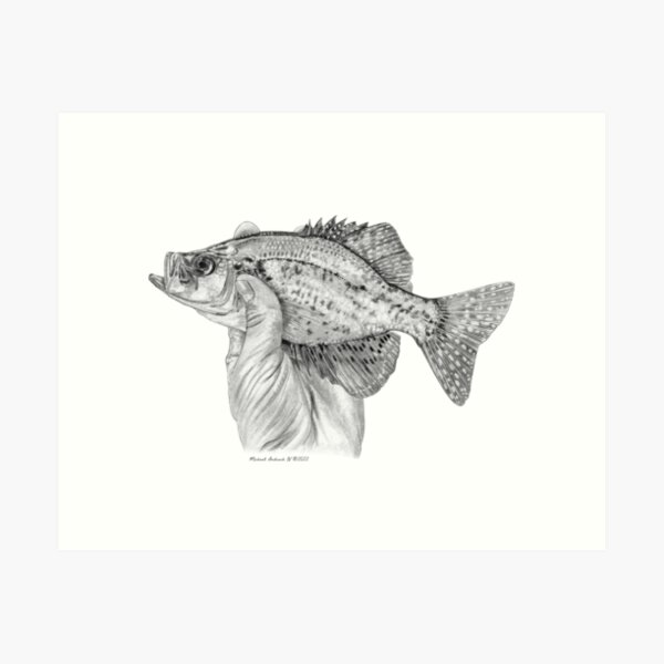 Crappie Fishing Art Prints for Sale