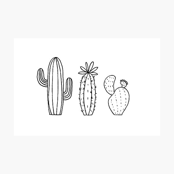 Cactus Trio Photographic Print