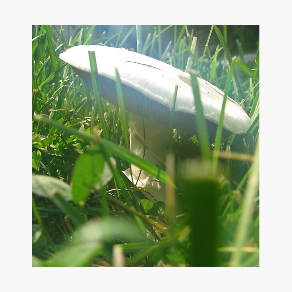 Psychedelic Toadstool Photographic Print