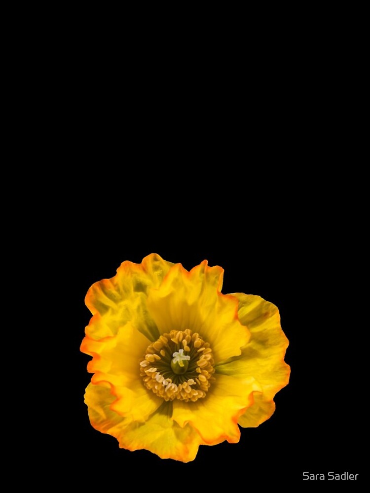 Yellow Poppy by sadler2121
