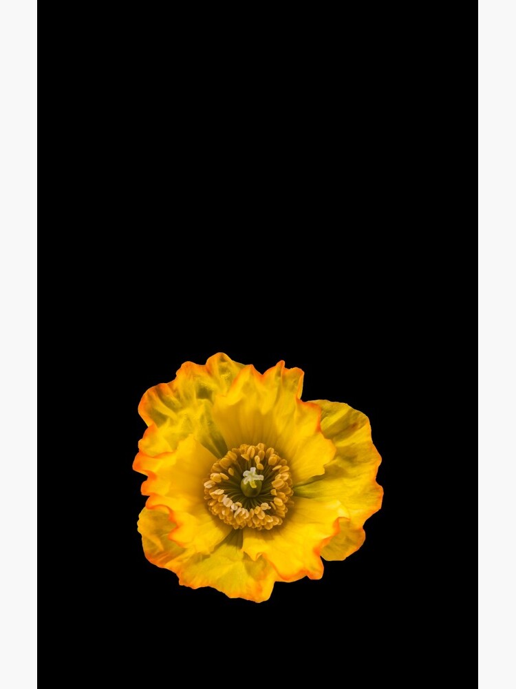 Yellow Poppy by sadler2121