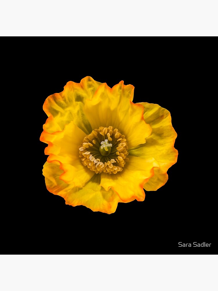 Yellow Poppy by sadler2121