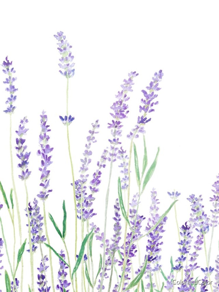 purple lavender by ColorandColor