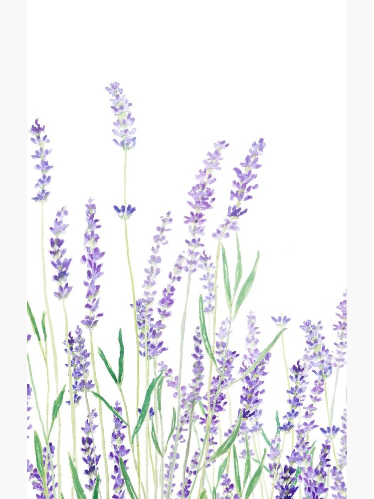 purple lavender  by ColorandColor