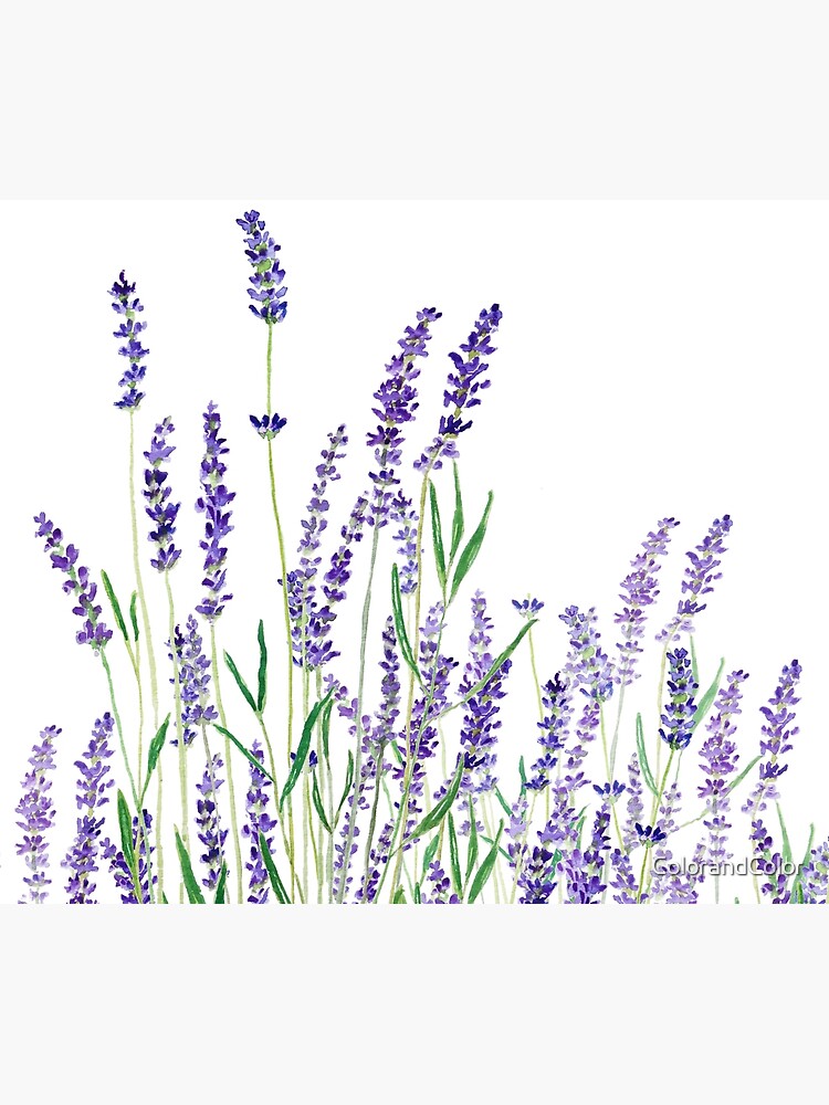 purple lavender  by ColorandColor