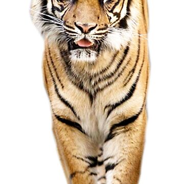 Vorschaubild zum Design Tiger von Vitalia