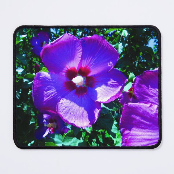 Item preview, Rose of Sharon Photo Print designed and sold by julyperson.