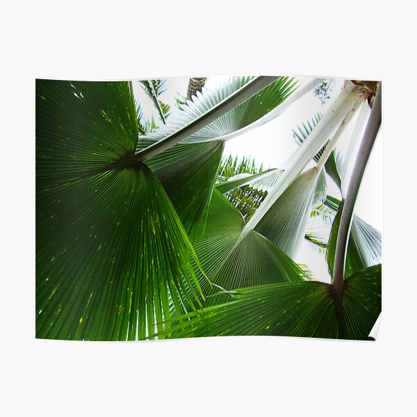 Palm Leaves Poster