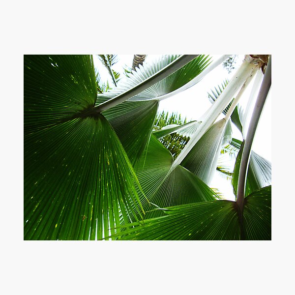 Palm Leaves Photographic Print