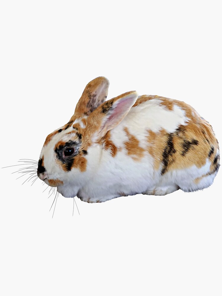 Calico bunny 2024