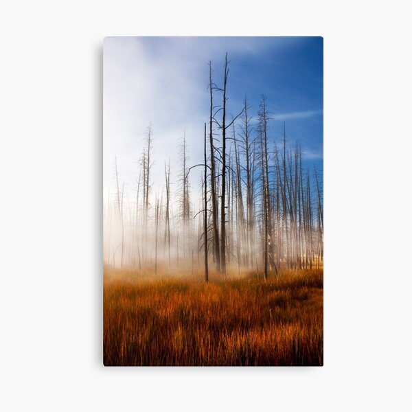 Tree Skeletons Misty Sunrise Yellowstone NP, USA. Canvas Print
