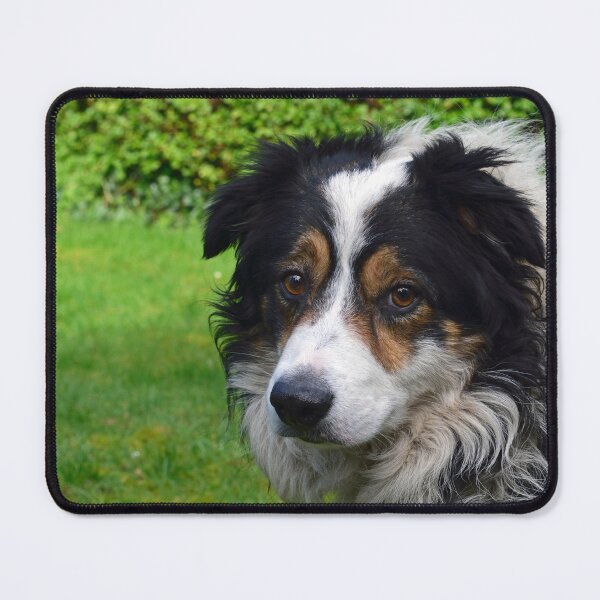 Item preview, Always Laddie. designed and sold by Michael Haslam.