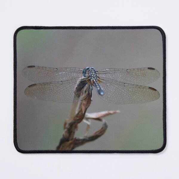 Item preview, One Very Cool Dragonfly designed and sold by LisaNaturePhoto.