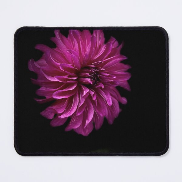 Item preview, Wild fuchsia dahlia designed and sold by Sarah Curtiss.