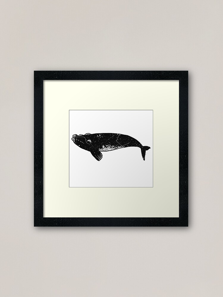 Alternate view of southern right whale Framed Art Print