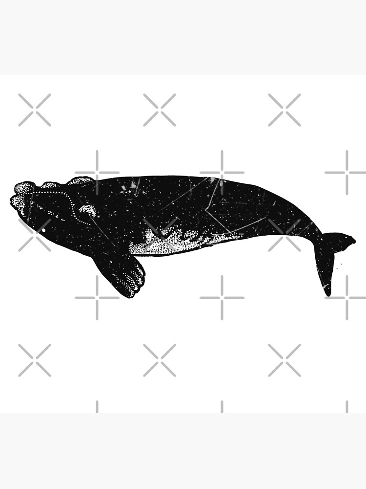 southern right whale by barmalisiRTB