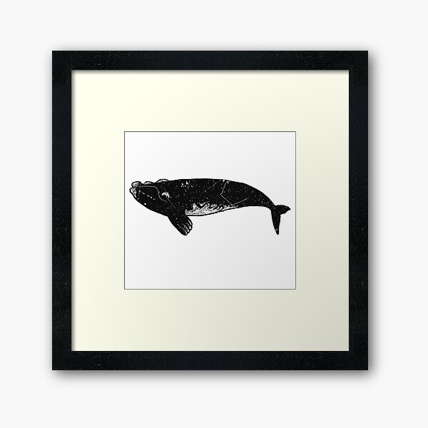 southern right whale Framed Art Print