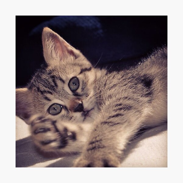 My Kitty Photographic Print