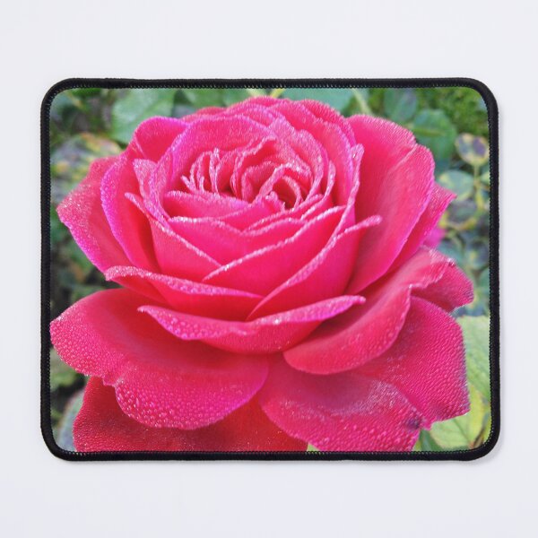 Item preview, Despite everything, this amazing red rose rises proudly designed and sold by Raigitam.