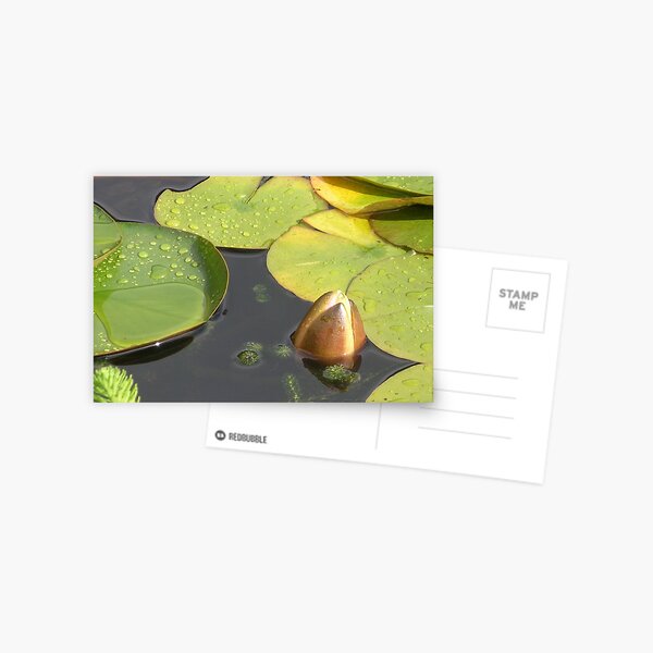 bud Postcard
