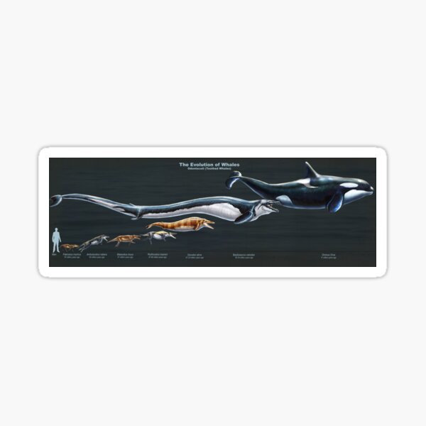 The Evolution of Whales (Restored) Sticker