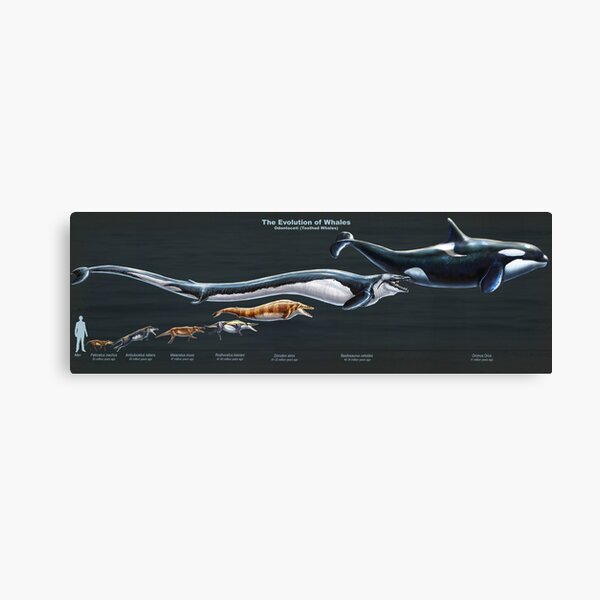 The Evolution of Whales (Restored) Canvas Print