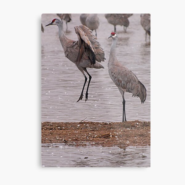 Courtship of the Sandhill Cranes Metal Print