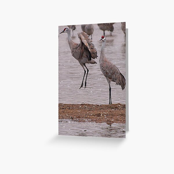 Courtship of the Sandhill Cranes Greeting Card
