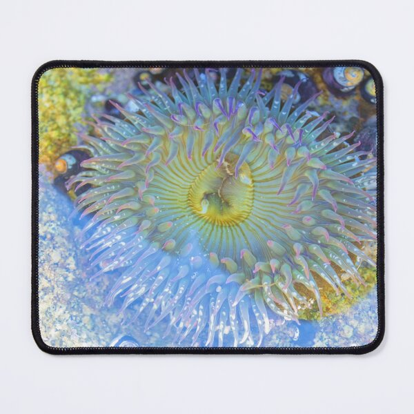 Item preview, Anemone  designed and sold by jvnimages.