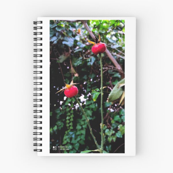 Item preview, Red Rose Hips designed and sold by Celestina Levant.