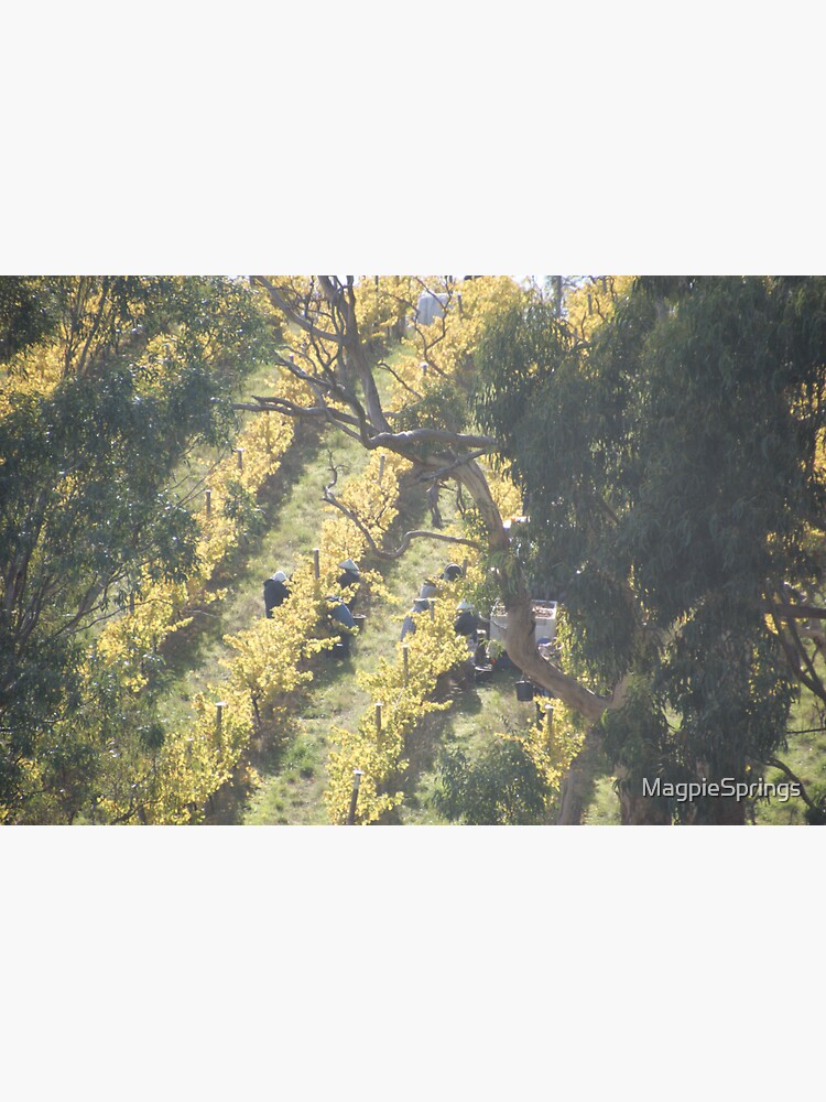 Thumbnail 3 of 3, Sticker, Vertical Vines - Magpie Springs - Adelaide Hills Wine Region - Fleurieu Peninsula - Winery designed and sold by MagpieSprings.