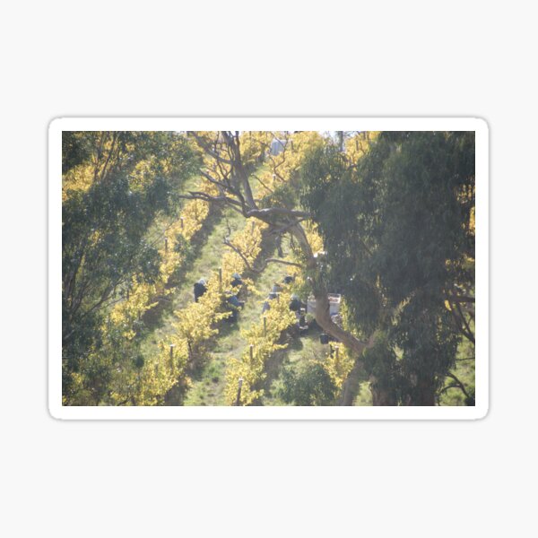vertical vines - Magpie Springs - Adelaide Hills Wine Region - Fleurieu Peninsula - Winery Sticker