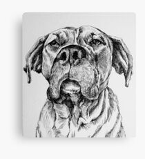 Mastiff Dog Canvas Print