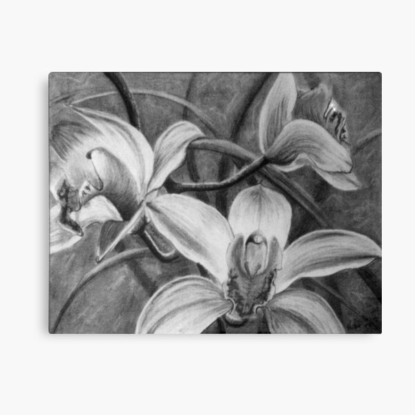 Orchid 2 - Drawing by Avril Thomas - Adelaide / South Australia Artist Canvas Print
