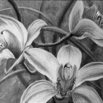 Artwork thumbnail, Orchid 2 - Drawing  by Avril Thomas - Adelaide / South Australia Artist by AvrilThomasart