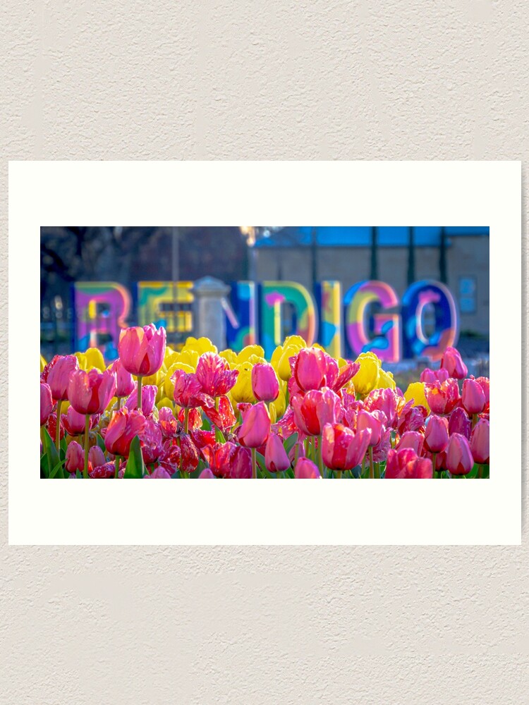 "Bendigo Tulip Festival 2022" Art Print for Sale by