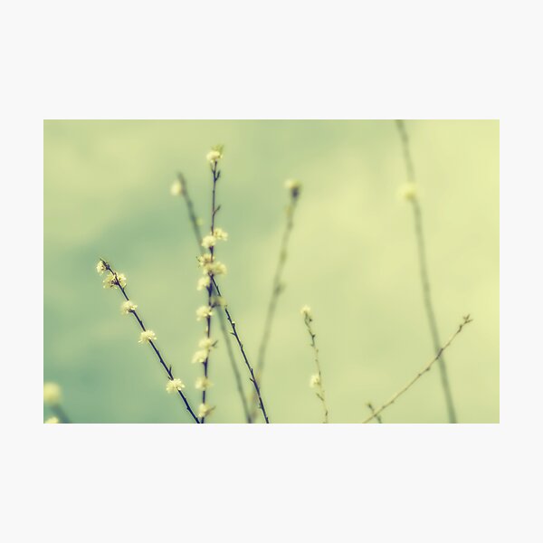 Item preview, Breezy designed and sold by StarlingPhotos.
