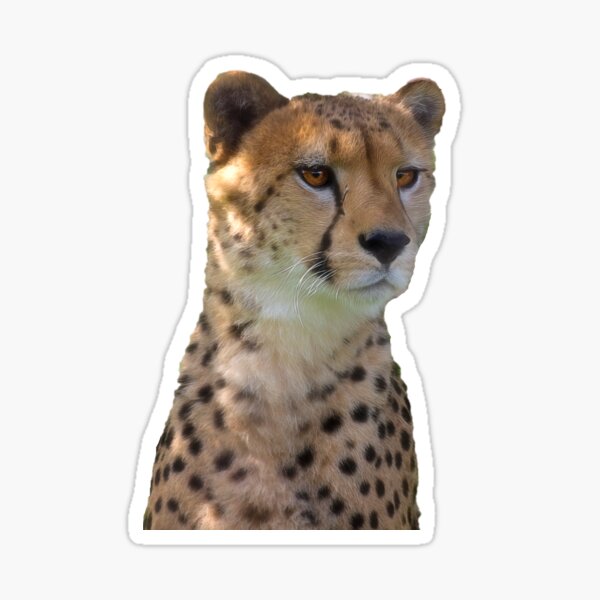 Item preview, Cheetah Portrait designed and sold by Kathy Weaver.