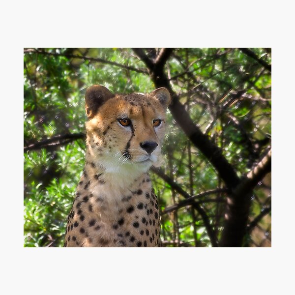 Cheetah Portrait Photographic Print