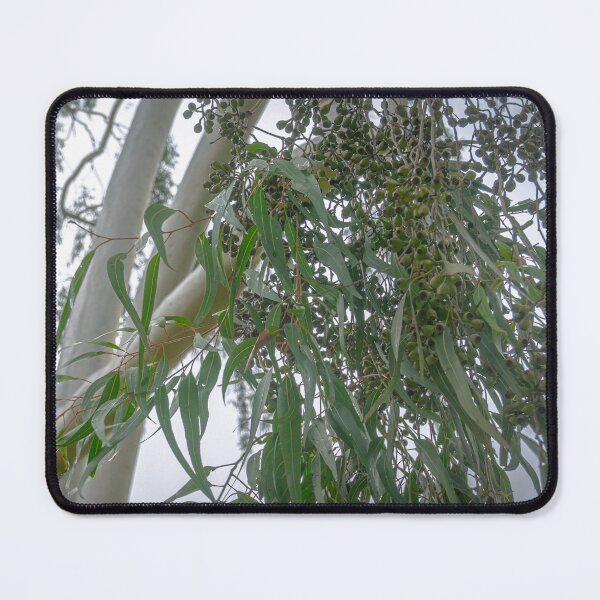 Item preview, Gum Leaves, Gum Nuts and a Ghost Gum Tree designed and sold by Steven Jodoin.