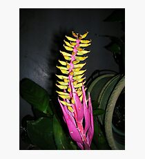 Lámina fotográfica Bromeliad in flower