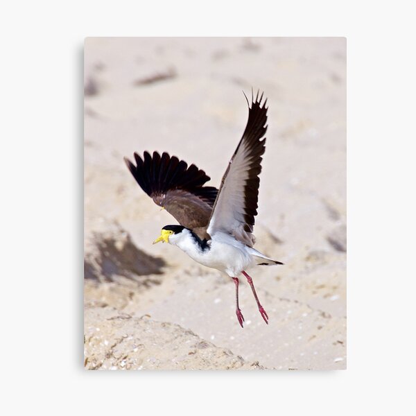 LAPWING ~ Masked Lapwing AQ4Y7QJE by David Irwin Canvas Print