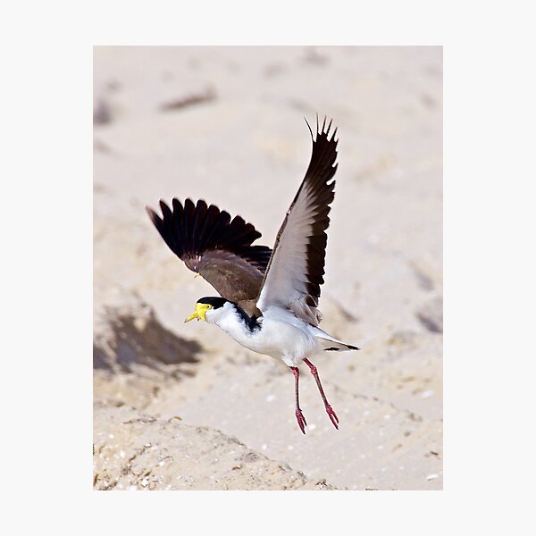 LAPWING ~ Masked Lapwing by David Irwin Photographic Print