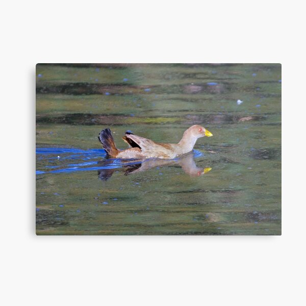NATIVE-HEN ~ Piyura JXX8ZJZX by David Irwin Metal Print